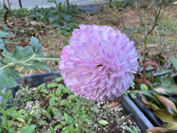 국화 - florist