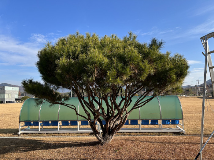 반송 - Pinus densiflora for. multicaulis Uyeki
