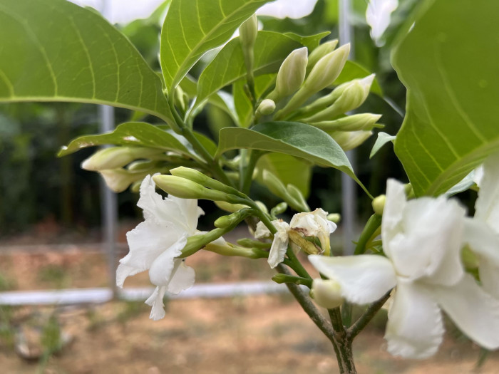 오렌지 자스민 - Orange jasmine, Murraya paniculata