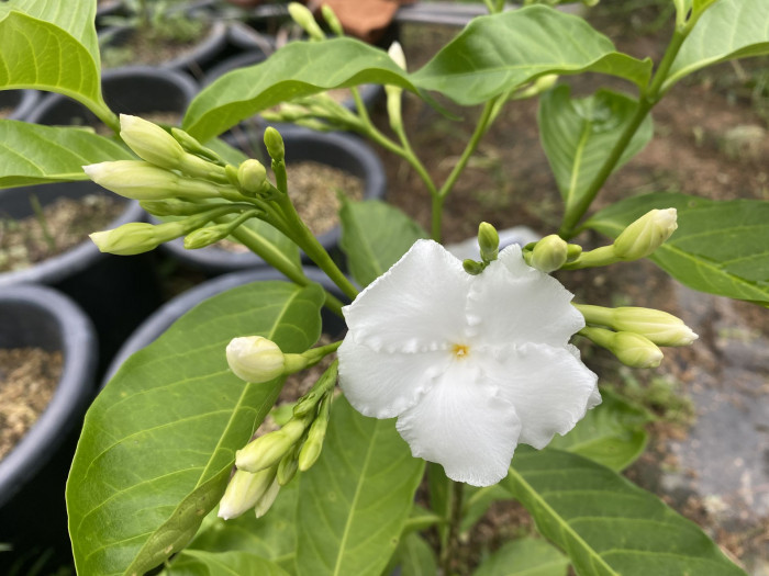 크레이프 자스민 - Crape Jasmine, Tabernaemontana divaricata