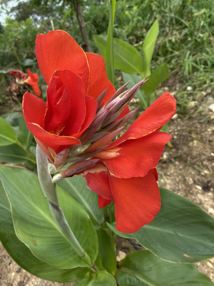 칸나 - Canna lily, Canna spp