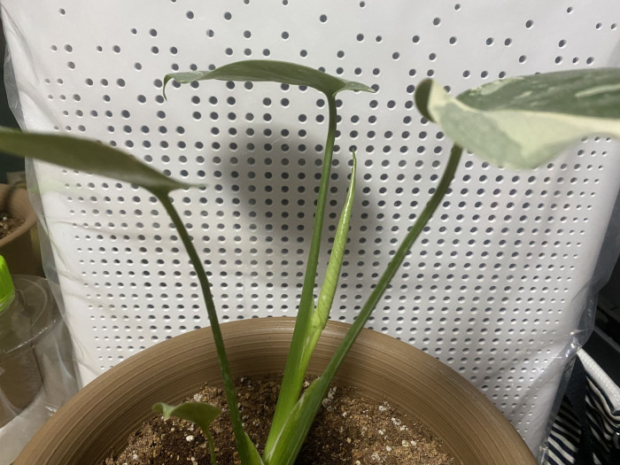 무늬몬스테라 - Monstera Deliciosa Variegata