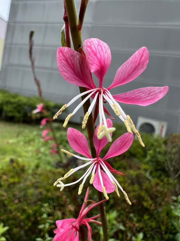 바늘꽃 - ㅈㅜㄹ기의 트깆, Epilobium pyrricholophum Franch. & Sav.
