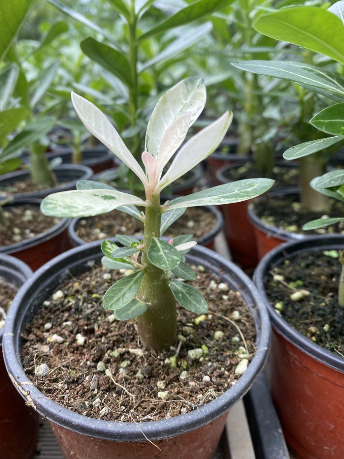 석화 - Adenium obesm, Adenium