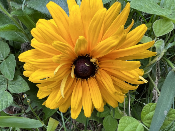 천인국 - Indian blanket, Gaillardia pulchella Foug.