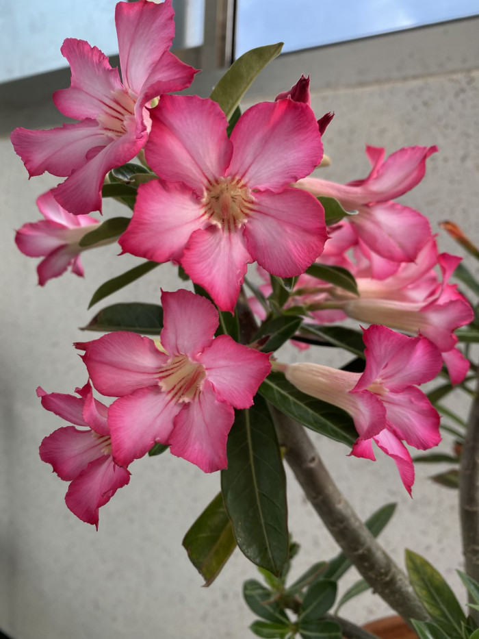 석화 - Adenium obesm, Adenium