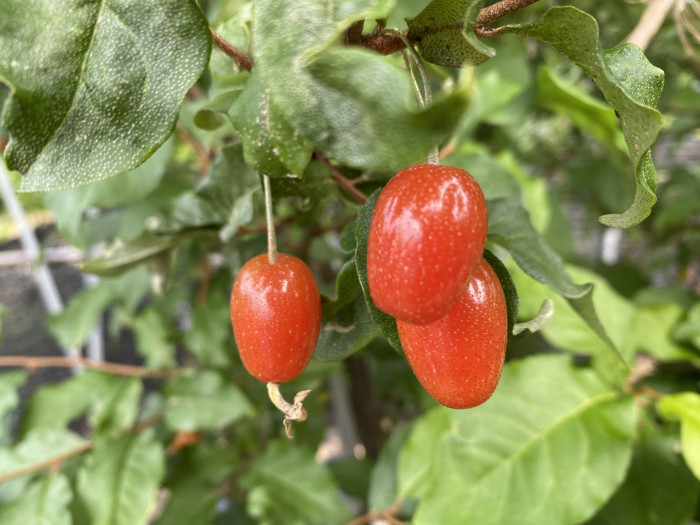 보리수나무 - Littleleaf linden tree, Elaeagnus umbellata Thunb.