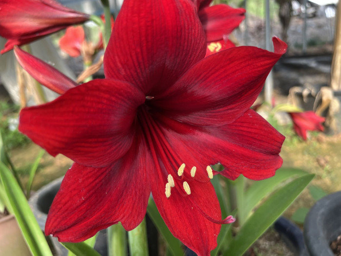 아마릴리스 - amaryllis, Hippeastrum puniceum (Lam.) Voss
