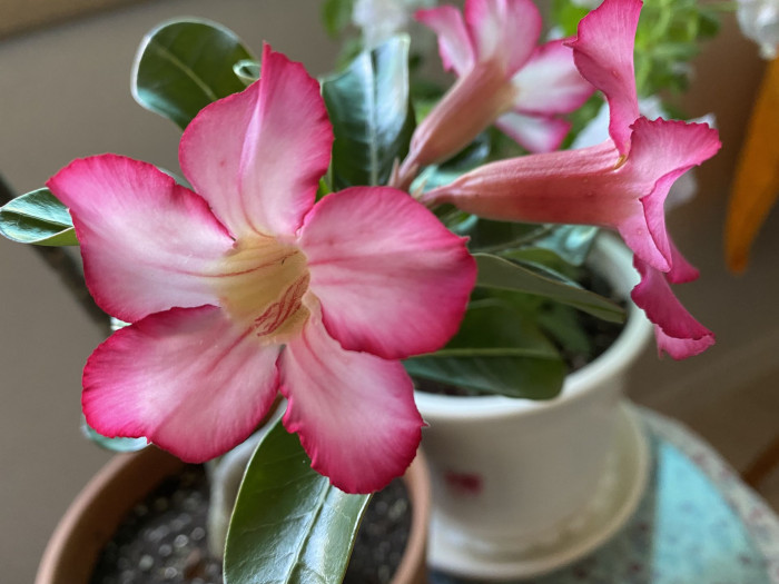 석화 - Adenium obesm, Adenium