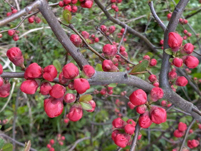 명자나무 -  Chaenomeles speciosa, Chaenomeles japonica (Thunb.) Lindl. ex Spach