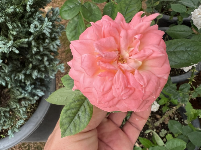 장미 - Rose, Rosa hybrida