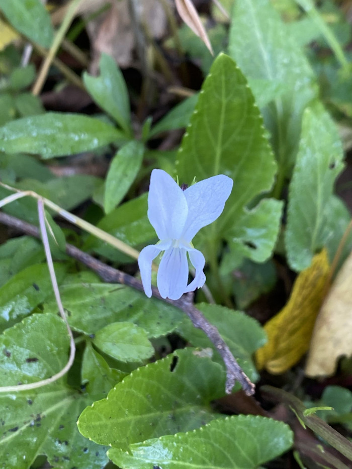 흰제비꽃 - White Pensy, Viola patrinii DC. ex Ging.