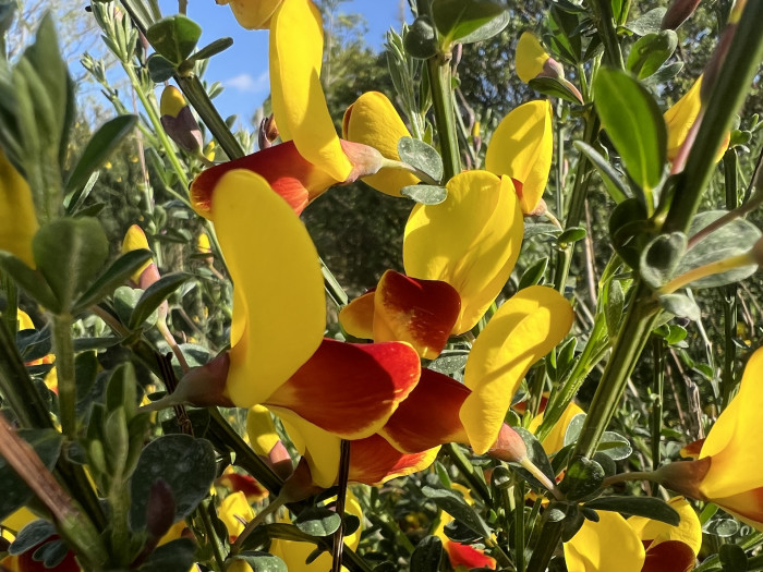 양골담초 - Cytisus Scoparius