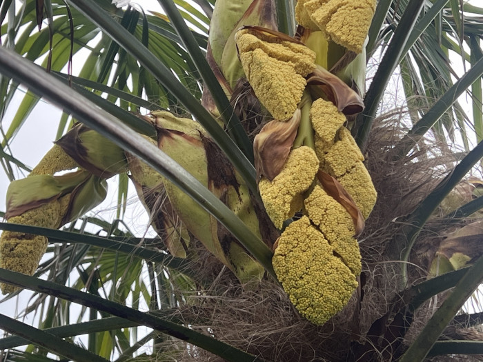 당종려 - Trachycarpus Fortunei