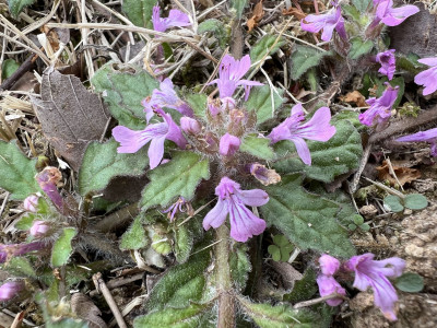 금창초 사진 - Ajuga decumbens Thunb. Photos