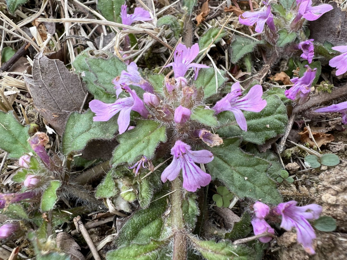 금창초 - Ajuga decumbens Thunb.
