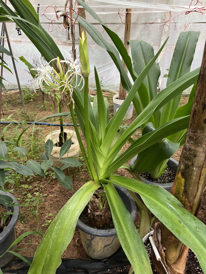 문주란 - Crinum Asiaticum