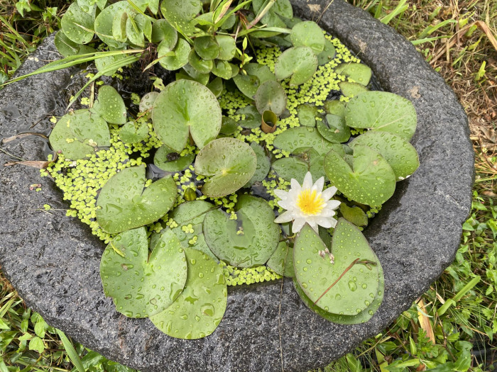 수련 - Nymphaea tetragona var. angusta