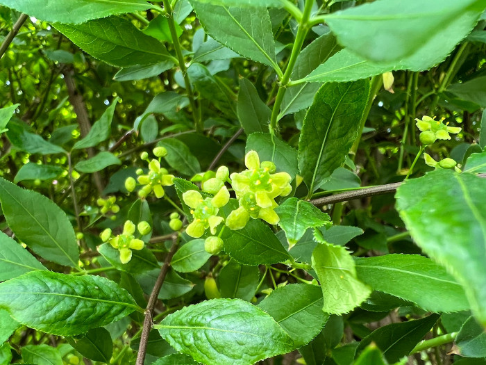 화살나무 - Burning Bush, Euonymus alatus (Thunb.) Siebold