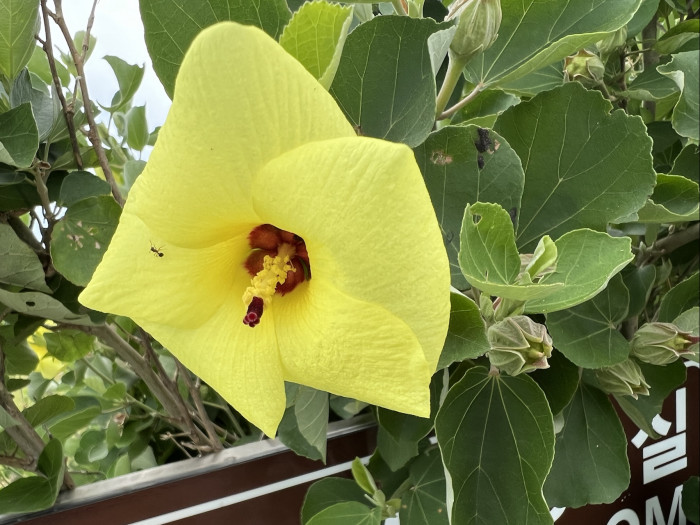 황근 - Hibiscus hamabo Siebold & Zucc.