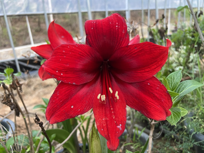 아마릴리스 - amaryllis, Hippeastrum puniceum (Lam.) Voss