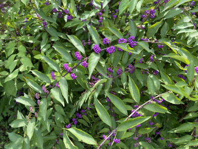 좀작살나무 사진 - Callicarpa dichotoma (Lour.) K.Koch Photos