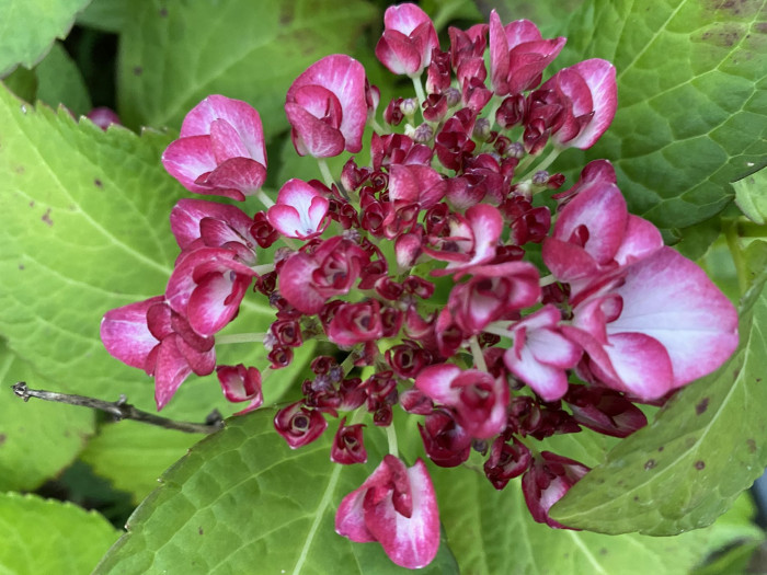 수국 - Hydrangea, Hydrangea macrophylla (Thunb.) Ser. for. otaksa (Siebold & Zucc.) E. H. Wilson