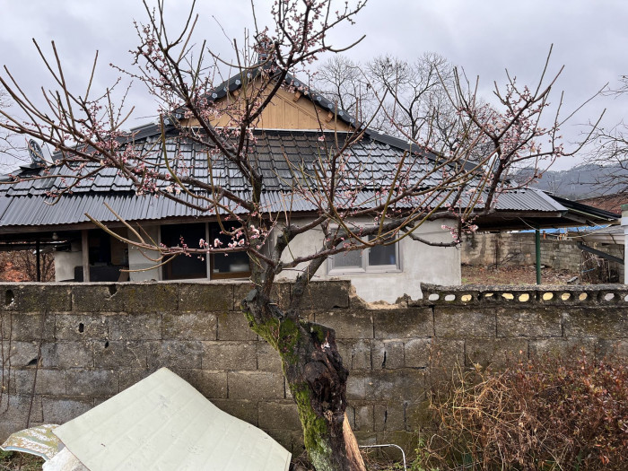 매화 - Prunus mume
