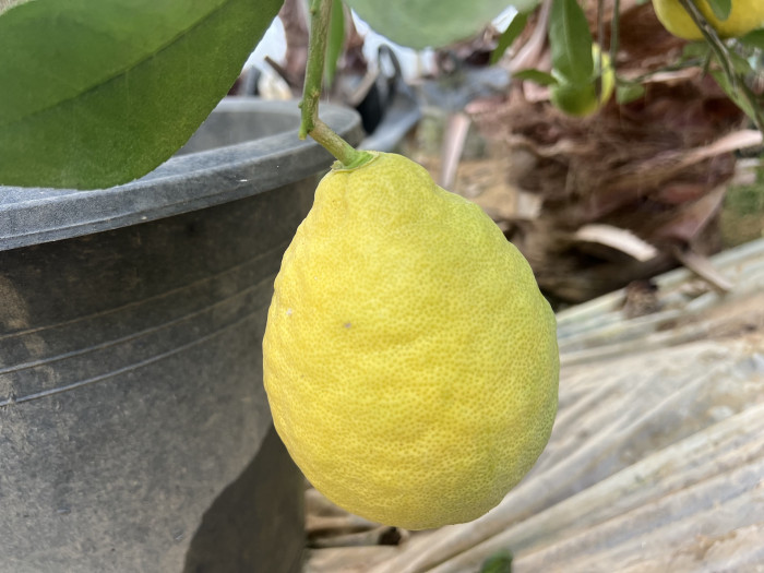 레몬 - lemon