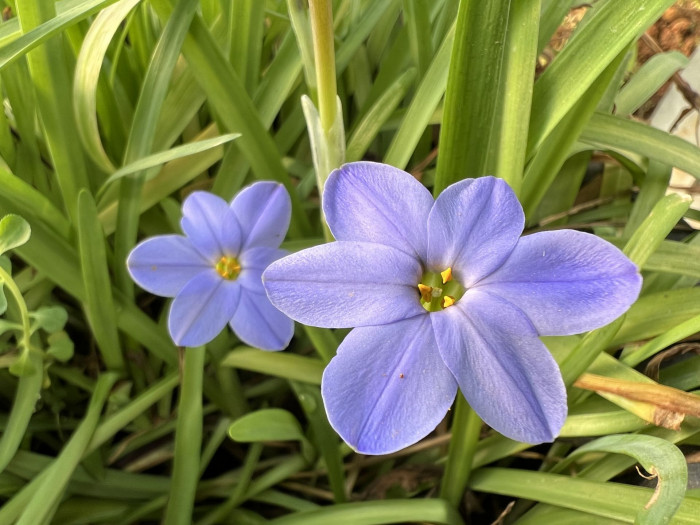 향기별꽃 - starflower, spring starflower, Ipheion uniflorum