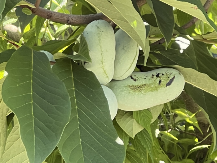 포포나무 열매 - Sunflower pawpaw