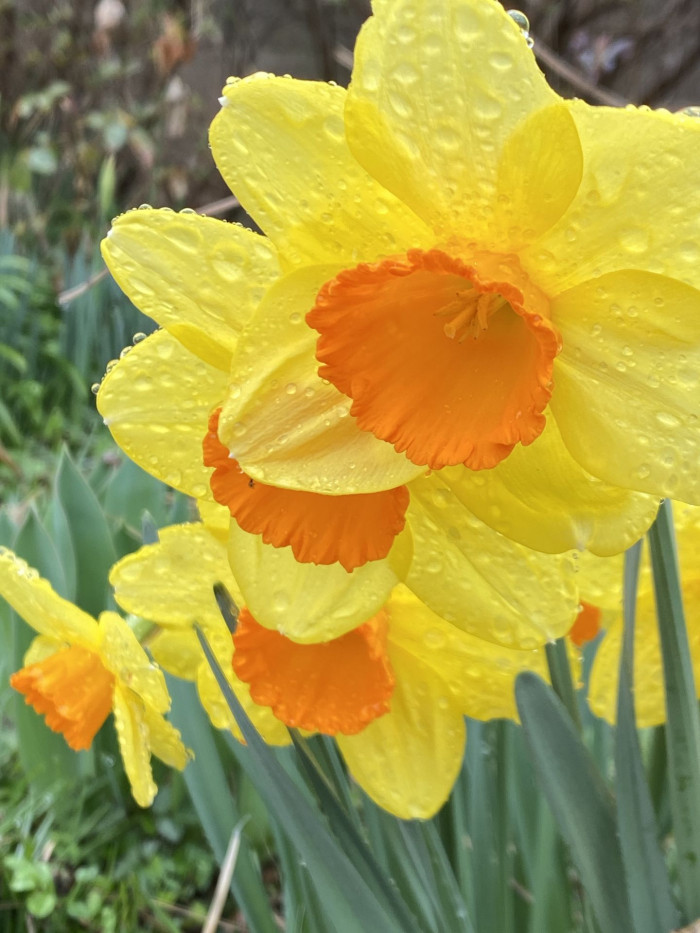 수선화 - daffodil, Narcissus tazetta var. chinensis