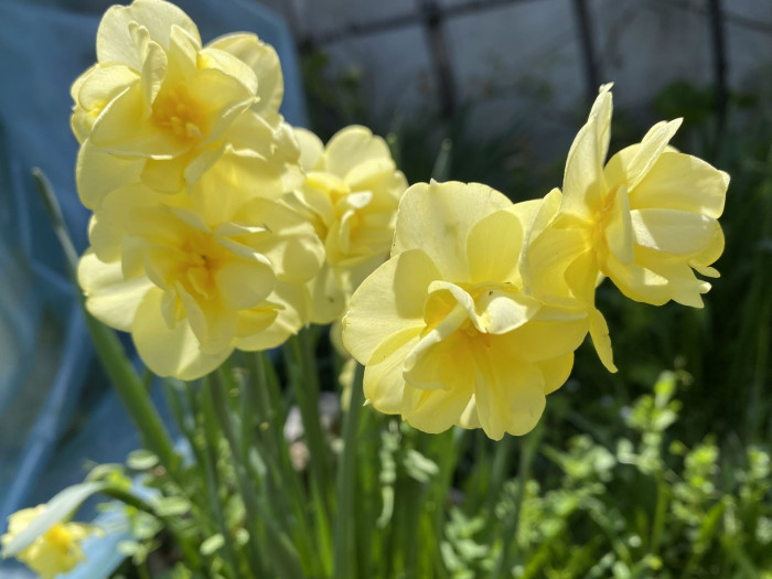 수선화 - daffodil, Narcissus tazetta var. chinensis