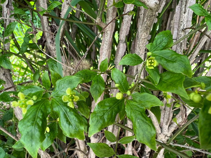 화살나무 - Burning Bush, Euonymus alatus (Thunb.) Siebold