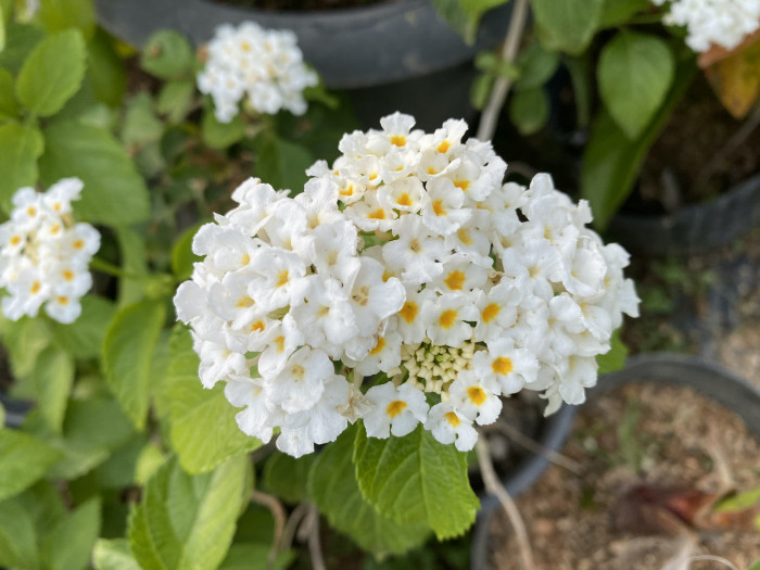 란타나 - Spanish Flag, West Indian Lantana, Lantana camara