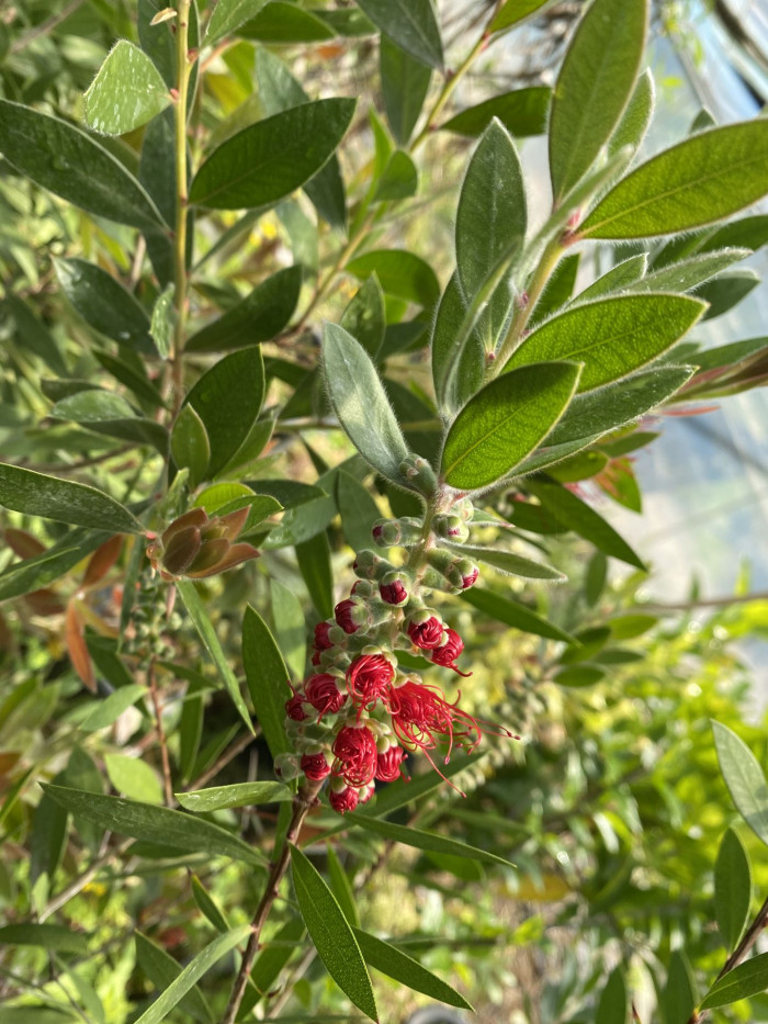 병솔나무 - Bottlebrush, Callistemon lanceolatus