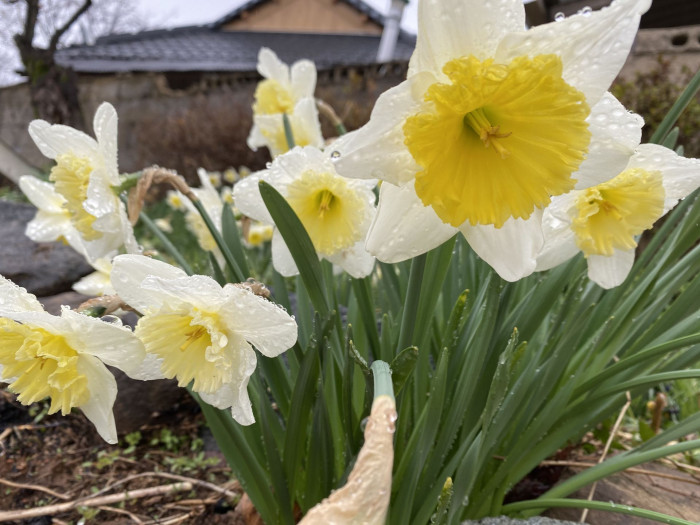 수선화 - daffodil, Narcissus tazetta var. chinensis