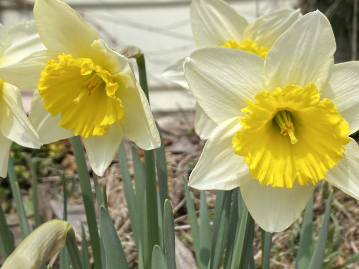수선화 - daffodil, Narcissus tazetta var. chinensis