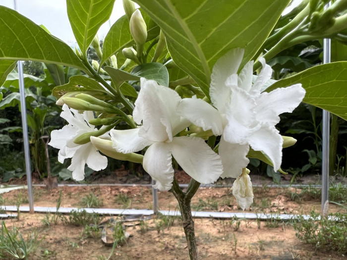 오렌지 자스민 - Orange jasmine, Murraya paniculata
