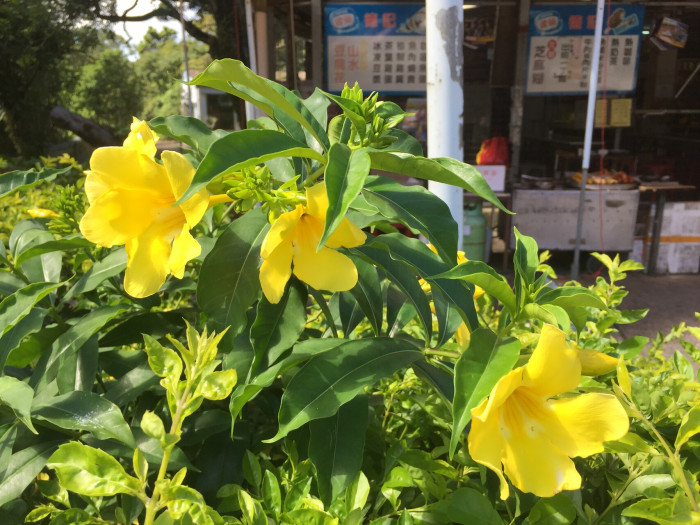 알라만다 - Allamanda