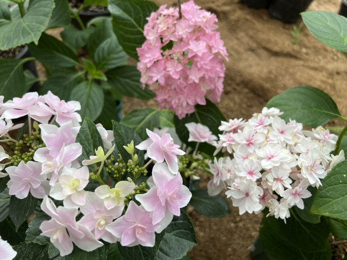 수국 - Hydrangea Macrophylla