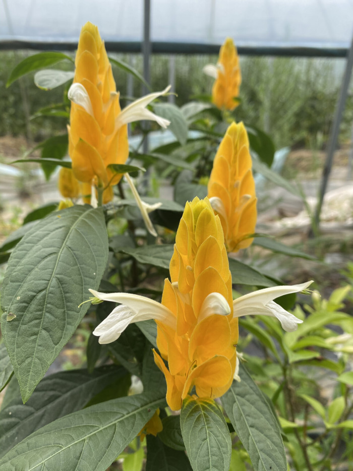 노란새우꽃 - Yellow shirmp plant, Pachystachys lutea Nees