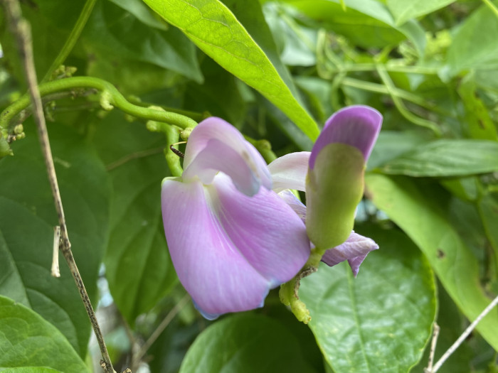 작두콩 - Canavalia ensiformis DC.