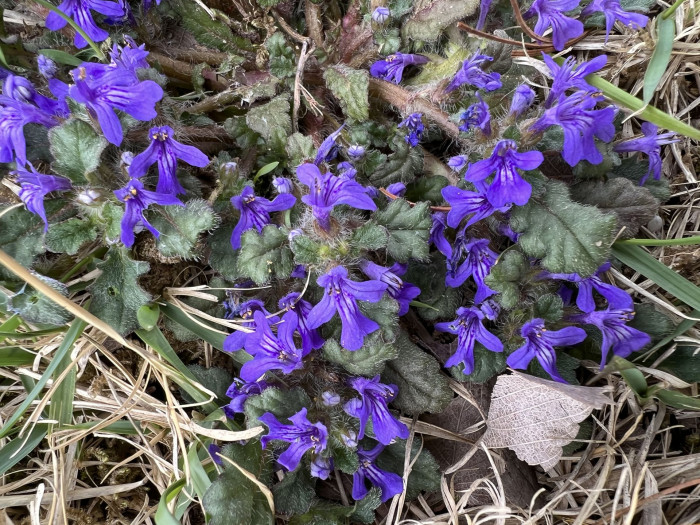 금창초 - Ajuga decumbens Thunb.
