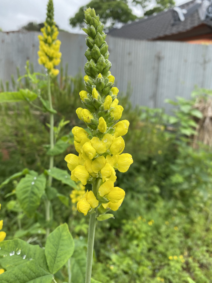 밥티시아 - False indico, Baptisia australis