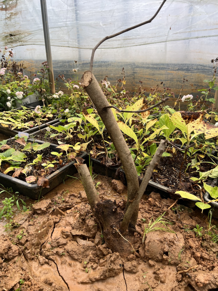 목련 - Magnolia Kobus