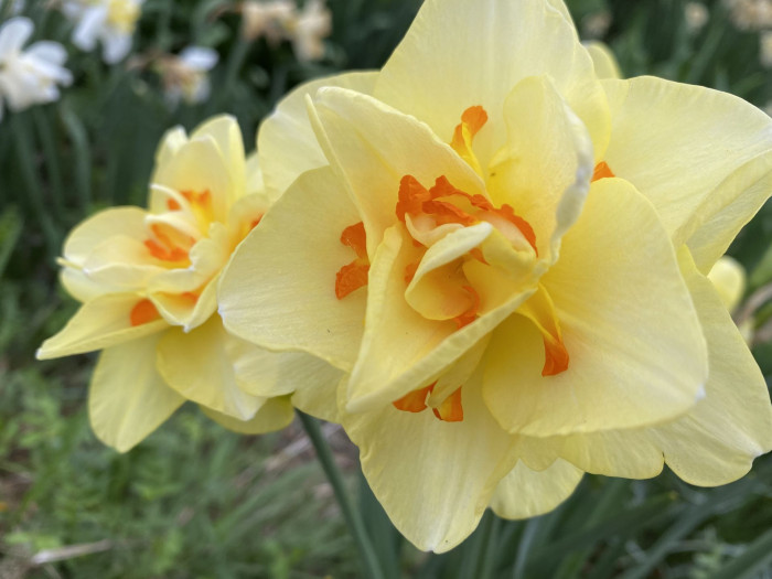 수선화 - daffodil, Narcissus tazetta var. chinensis