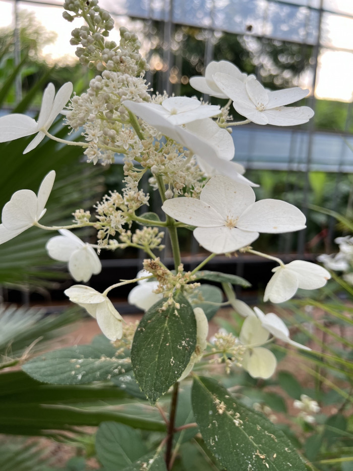 나무수국 - 스노우볼, Hydrangea paniculata Siebold for. paniculata