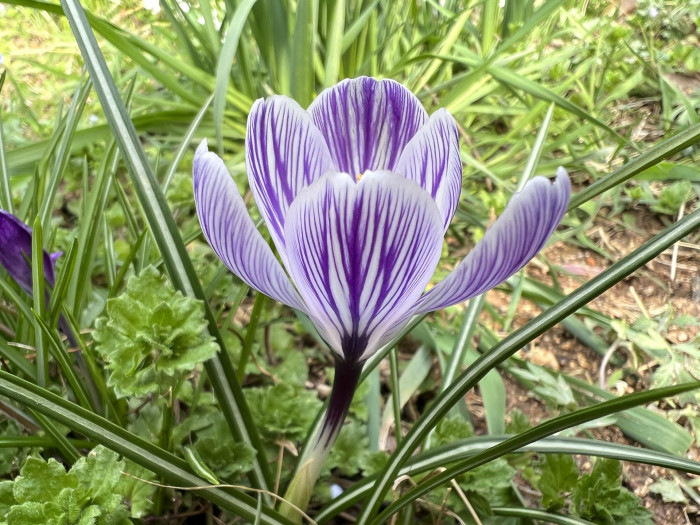 크로커스 - Crocus, Crocus spp.
