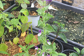 페인티드 세이지 - Salvia viridis L.